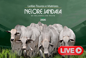 LIVE APRESENTAÇÃO DOS ANIMAIS -  LEILÃO NELORE JANDAIA